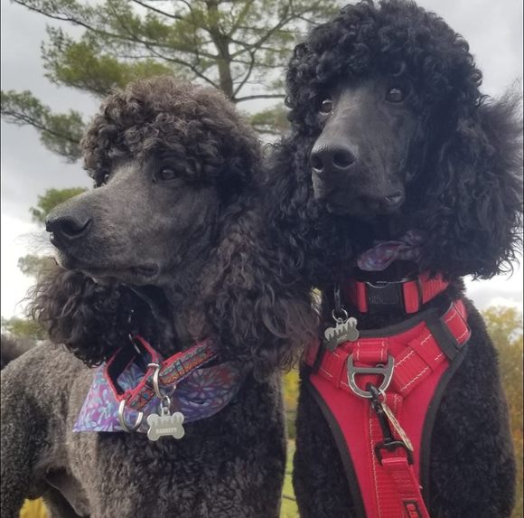 thepoodlemamas
